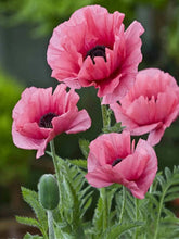 Cargar imagen en el visor de la galería, 42334296244430