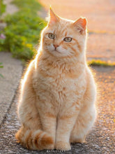 Laden Sie das Bild in den Galerie-Viewer, 42308831707342|42308831740110