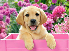 Cargar imagen en el visor de la galería, Kit de pintura de diamantes 5D DIY, imagen de Lobo, gato, perro, Animal, taladro redondo completo, bordado con incrustaciones, artesanía, punto de cruz, decoración del hogar