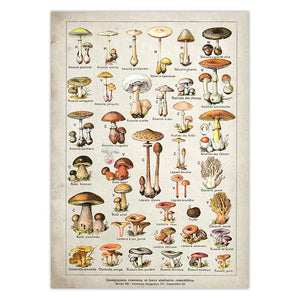 Botanical Educational Poster Mushrooms Champignons Identification Reference Chart Diagram Illustration Wall Art Canvas Painting