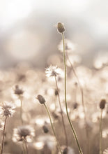 Cargar imagen en el visor de la galería, 42332088074446|42332088139982|42332088205518|42332088238286|42332088271054|42332088303822|42332088336590|42332088369358|42332088402126|42332088434894|42332088467662|42332088500430|42332088533198|42332088565966|42332088598734