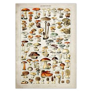 Botanical Educational Poster Mushrooms Champignons Identification Reference Chart Diagram Illustration Wall Art Canvas Painting