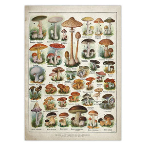 Botanical Educational Poster Mushrooms Champignons Identification Reference Chart Diagram Illustration Wall Art Canvas Painting