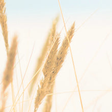 Загрузите изображение в программу просмотра галереи, Прибрежная настенная живопись на холсте, пастельные пляжные пейзажные постеры и принты, пампасная трава, настенные картины для гостиной, домашний декор