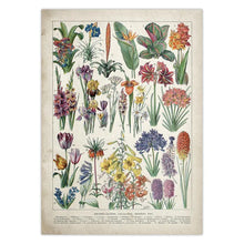 Загрузите изображение в программу просмотра галереи, 42326086189262|42326086254798|42326086320334|42326086385870|42326086451406|42326086516942|42326086615246|42326086680782|42326086746318