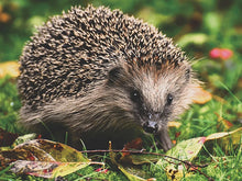 Load image into Gallery viewer, 42308977656014|42308977688782|42308977721550|42308977754318|42308977787086|42308977819854|42308977852622|42308977885390|42308977918158|42308977950926