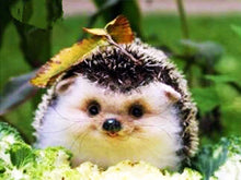 Load image into Gallery viewer, 42308977328334|42308977361102|42308977393870|42308977426638|42308977459406|42308977492174|42308977524942|42308977557710|42308977590478|42308977623246