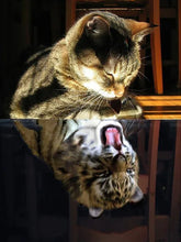 Cargar imagen en el visor de la galería, 42308758372558|42308758405326|42308758438094|42308758470862|42308758503630|42308758536398|42308758569166|42308758601934|42308758634702|42308758667470