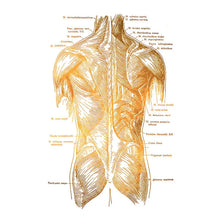 Laden Sie das Bild in den Galerie-Viewer, 42439095091406|42439095124174|42439095156942|42439095222478|42439095288014|42439095353550