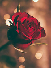 Cargar imagen en el visor de la galería, 42335545983182