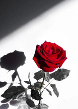 Charger l&#39;image dans la galerie, 42336687718606|42336687816910