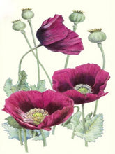 Cargar imagen en el visor de la galería, 42334296408270