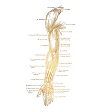 Laden Sie das Bild in den Galerie-Viewer, 42439094599886|42439094632654|42439094665422|42439095681230|42439095779534|42439095845070