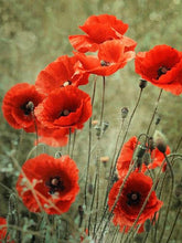 Cargar imagen en el visor de la galería, 42334296309966