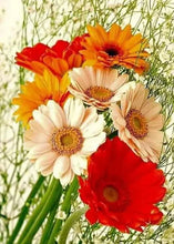 Cargar imagen en el visor de la galería, 42336689619150