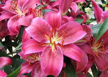 Laden Sie das Bild in den Galerie-Viewer, 42334276026574