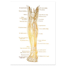 Laden Sie das Bild in den Galerie-Viewer, 42439095189710|42439095419086|42439095484622|42439095550158|42439095615694|42439095910606