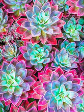 Cargar imagen en el visor de la galería, 42335541461198|42335541493966