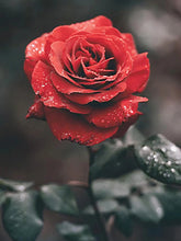 Charger l&#39;image dans la galerie, 42336687521998|42336687620302