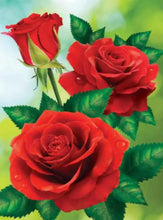 Cargar imagen en el visor de la galería, 42335546114254