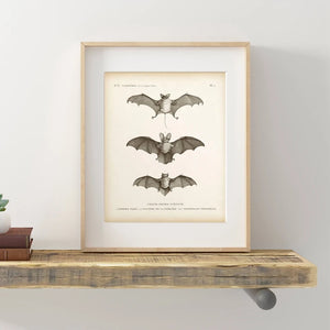 Impresión de murciélago Vintage, cuadro sobre lienzo para pared de Halloween, póster de Animal de murciélago antiguo, imagen de pared para decoración del hogar y sala de estar