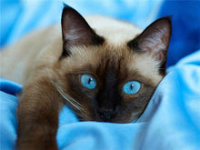 Load image into Gallery viewer, Huacan Diamond Mosaic Animal Diamond Painting Cats Diamond Embroidery Cross Stitch Flowers Picture Of Rhinestones Handcraft