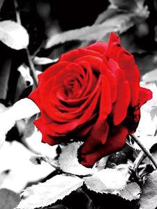Evershine diamante bordado Rosa diamantes de imitación cuadros completo cuadrado diamante pintura flores negro blanco punto de cruz decoración del hogar
