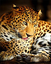 Cargar imagen en el visor de la galería, Moda 5D decoración del hogar Multi-estilo diamante pintura Cruz Ctitch Kit 20 patrón pared pegatina mosaico diamante bordado pintura