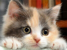 Load image into Gallery viewer, Huacan Diamond Mosaic Animal Diamond Painting Cats Diamond Embroidery Cross Stitch Flowers Picture Of Rhinestones Handcraft