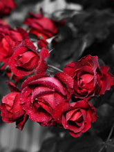 Cargar imagen en el visor de la galería, Evershine diamante bordado Rosa diamantes de imitación cuadros completo cuadrado diamante pintura flores negro blanco punto de cruz decoración del hogar