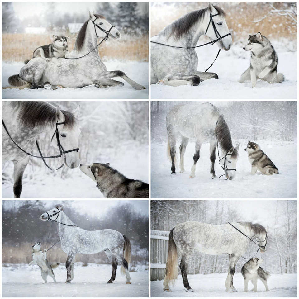 AZQSD Winter Full Square Diamond Painting Horse DIY 5D Handmade Gift Diamond Embroidery Sale Animal Decor For Home Full Kits