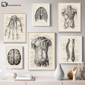Arte de anatomía humana cuadro de pared médica esqueleto muscular póster Vintage lienzo nórdico impresión educación pintura decoración moderna