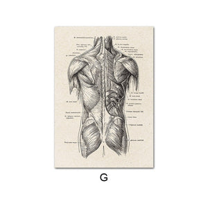 Human Anatomy Artwork Medical Wall Picture Muscle Skeleton Vintage Poster Nordic Canvas Print Education Painting Modern Decor